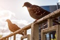 Gray city pigeons on street summer day Royalty Free Stock Photo