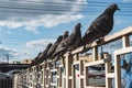 Gray city pigeons on street summer day Royalty Free Stock Photo