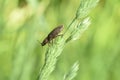 A click beetle or wireworm sits on a green leaf. Royalty Free Stock Photo