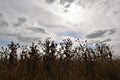 The gray cloudy rainy sky above the meadow with yellow grass and thistles