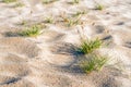 Gray clubawn grass from close Royalty Free Stock Photo