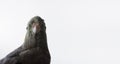 gray cockatiel parrot looks at the camera on a white background. Place for text.