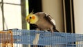 Pet cockatiel outside of cage Royalty Free Stock Photo