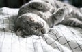 Gray color British shorthair cat laying upside down on the bed at home