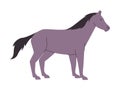 gray color horse mare or stallion wild nature mammal animal have tail and power fast run