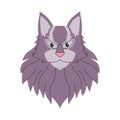 gray color maine coon cat soft furry head cute adorable pet domestic animal beautiful pedigree kitty