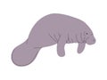 gray color manatee or dugong wild nature sea animal herbivorous mammal ocean creature