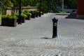 Gray color street fire hydrant installed in cobblestone pavement. green plants background Royalty Free Stock Photo