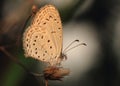 THE GRAY BUTTERFLY PORTRAIT