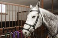 A gray-colored sports horse in a bridle and a martingale, stands on the aisle stables