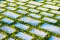 Gray concrete paving stones overgrown with green grass, environmentally friendly road, summer day Royalty Free Stock Photo