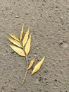 On the grey concrete sidewalk, a yellow, split leaf with an editable area. Royalty Free Stock Photo