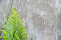 Gray concrete wall texture background with the green fern and leaves, copy space Royalty Free Stock Photo