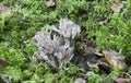 Gray coral, Clavulina cinerea growing among moss Royalty Free Stock Photo