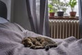 Gray cozy sleeping cat on a bed in a room with a window