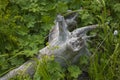 Trunk and roots of an old tree among young green grass Royalty Free Stock Photo