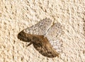 Gray Cracker Hamadryas februa ferentina Butterfly Resting on a Stucco Wall in Mexico Royalty Free Stock Photo