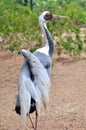 Gray crane Royalty Free Stock Photo