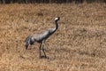 Gray crane bird strolling