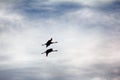 Gray Crane common crane, Grus grus, pair