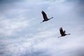 Gray Crane common crane, Grus grus, pair