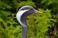 Gray crane Royalty Free Stock Photo
