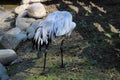 The gray crane walks across the meadow in search of food Royalty Free Stock Photo
