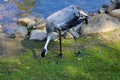 The gray crane walks across the meadow in search of food Royalty Free Stock Photo