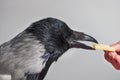 Gray crow bird eats cheese from hand Royalty Free Stock Photo