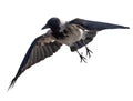 Gray crow bird with large black wings Royalty Free Stock Photo