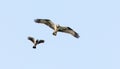 a gray crow chases an osprey predator in the sky Royalty Free Stock Photo