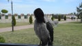 gray crow croaks and cleans its feathers with its beak