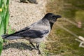 Gray crow drinking from the pond, animals wildlife, city birds