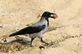 Gray crow found a nut