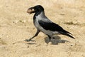 Gray crow found a nut