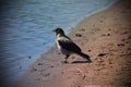 Gray crow near to water