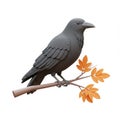 Gray Crow Perched on Branch with Orange Autumn Leaves Royalty Free Stock Photo