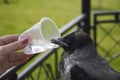 Gray crow quench their thirst from a plastic disposable cup