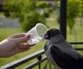 gray crow quenches thirst from a plastic disposable cup