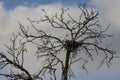 A Gray Crow`s Nest on a Naked Tree Royalty Free Stock Photo