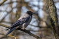 The gray crow sits on a branch and proudly looks ahead. Warm spring day in the park. Wild nature. Royalty Free Stock Photo