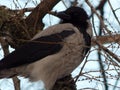 Gray crow sits on a tree branch