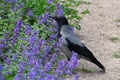 The crow stands next to flowers