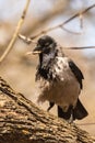 The gray crow stands on a thick trunk and holds in its beak a large bundle of grass for building a nest. Royalty Free Stock Photo