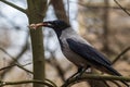 A gray crow stands on a tree branch and holds a large bone in its beak. Wildlife.
