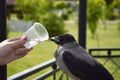 the gray crow will quench their thirst from a plastic disposable cup