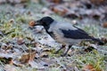 A gray crow in the winter park with a nut in its beak