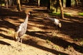 Gray Crowned Cran in a bird park on a sunny day.