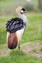 Gray crowned crane