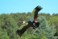 Gray crowned crane